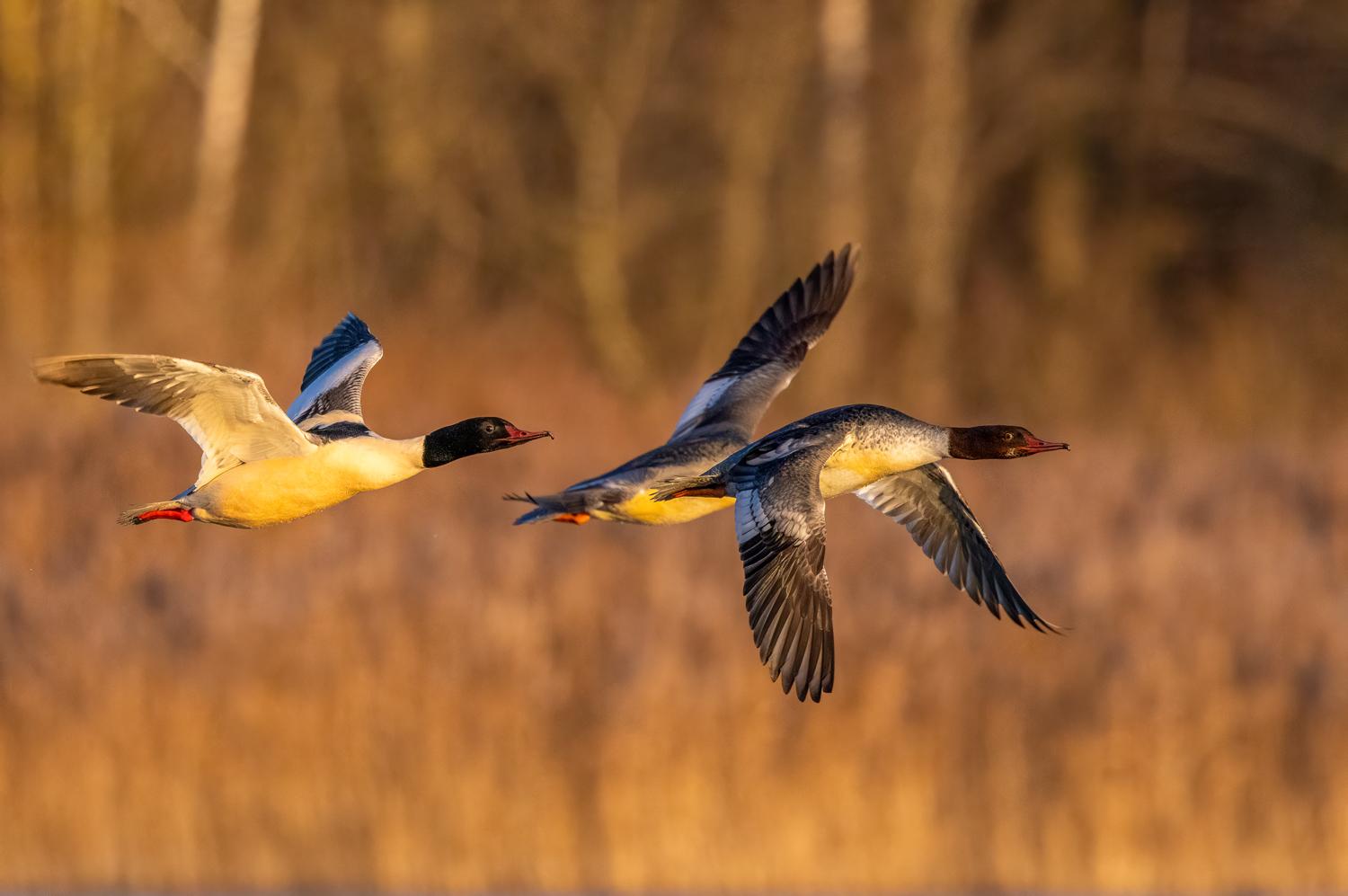 Great merganser gliding gracefully across the water's surface